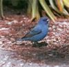 bf_birdbunting1.jpg